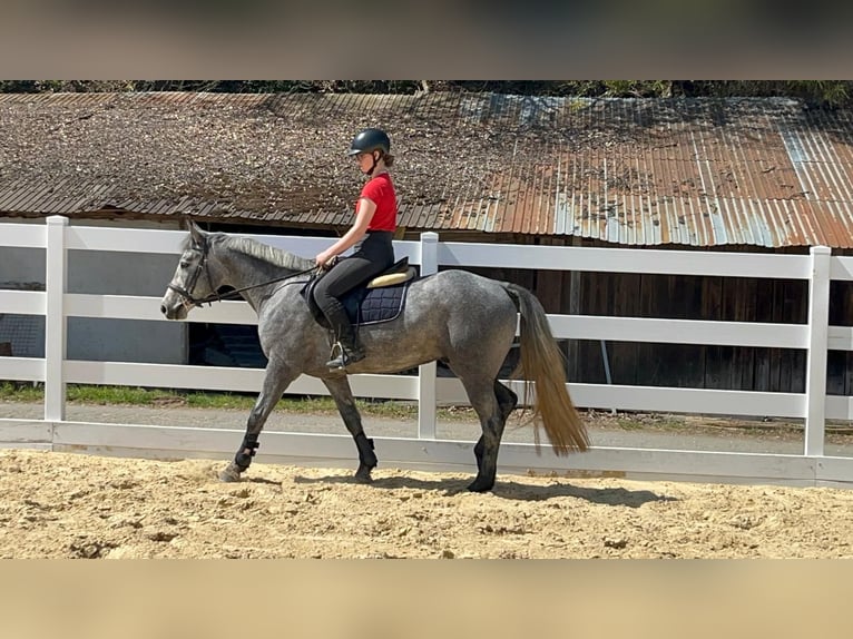 Connemara Castrone 3 Anni 144 cm Leardo in Morsbach