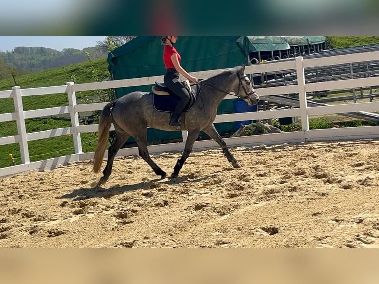 Connemara Castrone 3 Anni 144 cm Leardo in Morsbach