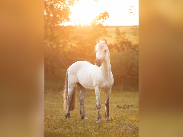 Connemara Castrone 3 Anni 146 cm Grigio in Handenberg