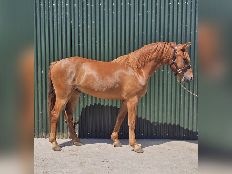 Connemara Castrone 3 Anni 146 cm Sauro scuro in Birr