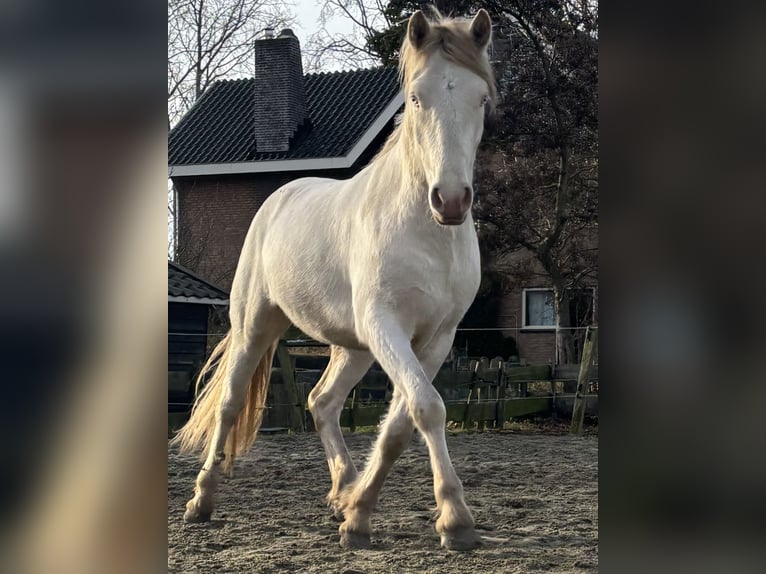 Connemara Castrone 3 Anni 147 cm Cremello in Zwartewaal