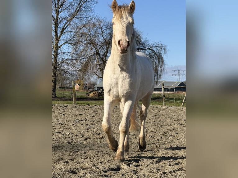 Connemara Castrone 3 Anni 147 cm Cremello in Zwartewaal
