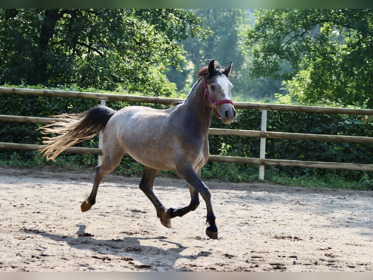 Connemara Castrone 3 Anni 148 cm Grigio in Greding