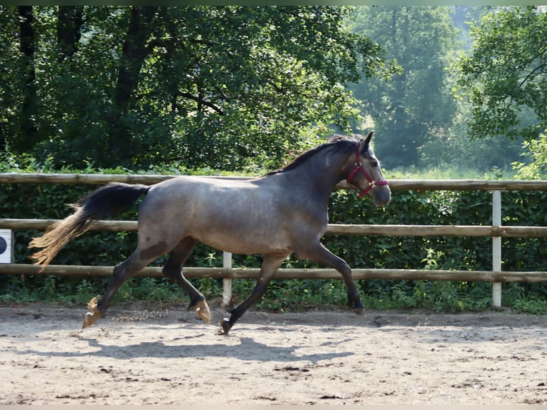 Connemara Castrone 3 Anni 148 cm Grigio in Greding