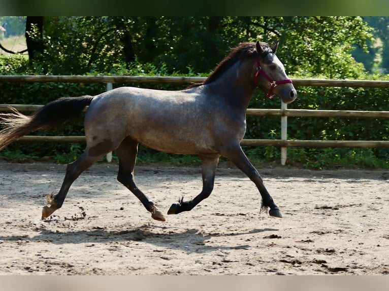 Connemara Castrone 3 Anni 148 cm Grigio in Greding