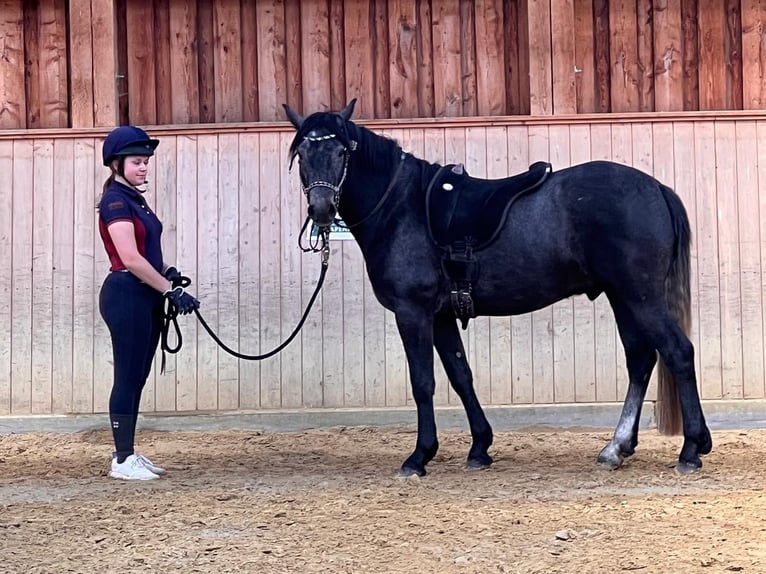 Connemara Castrone 3 Anni 148 cm Grigio ferro in Boppard