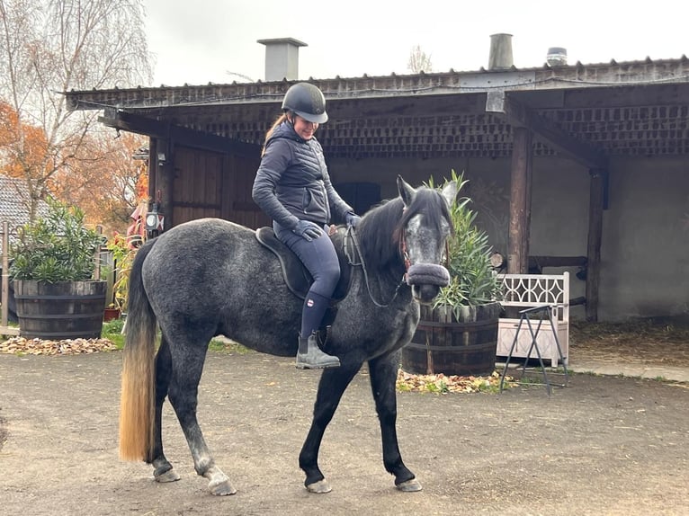 Connemara Castrone 3 Anni 148 cm Grigio ferro in Boppard