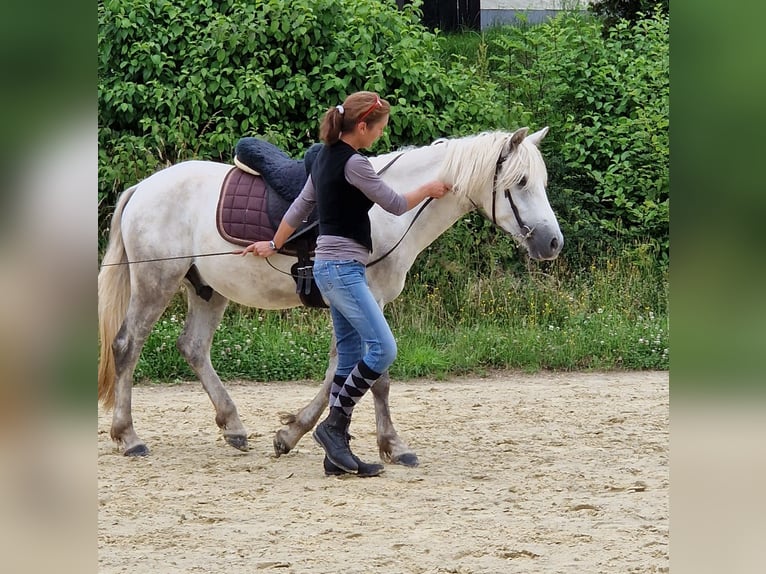 Connemara Castrone 3 Anni 148 cm Grigio pezzato in Münstermaifeld