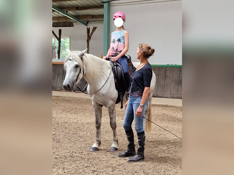 Connemara Castrone 3 Anni 148 cm Grigio pezzato in Münstermaifeld