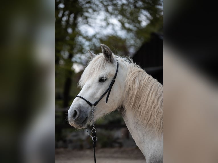 Connemara Castrone 3 Anni 148 cm Grigio pezzato in Münstermaifeld