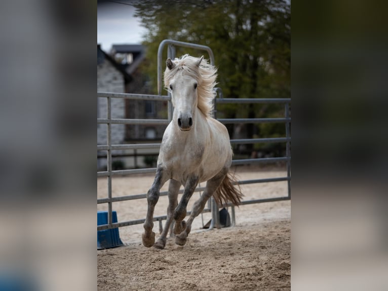 Connemara Castrone 3 Anni 148 cm Grigio pezzato in Münstermaifeld