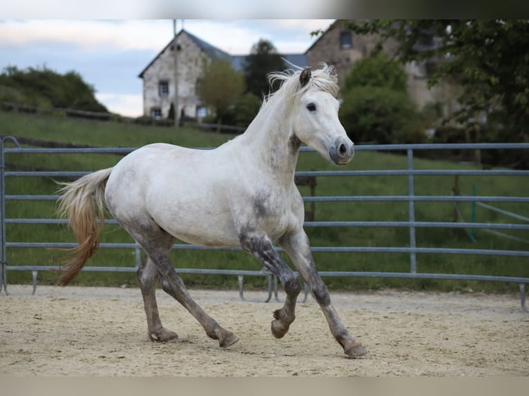 Connemara Castrone 3 Anni 148 cm Grigio pezzato in Münstermaifeld