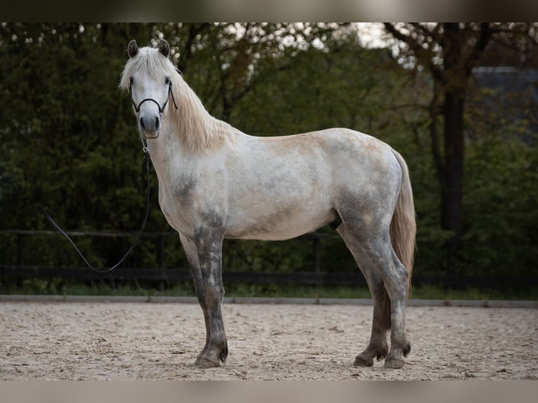 Connemara Castrone 3 Anni 148 cm Grigio pezzato in Münstermaifeld