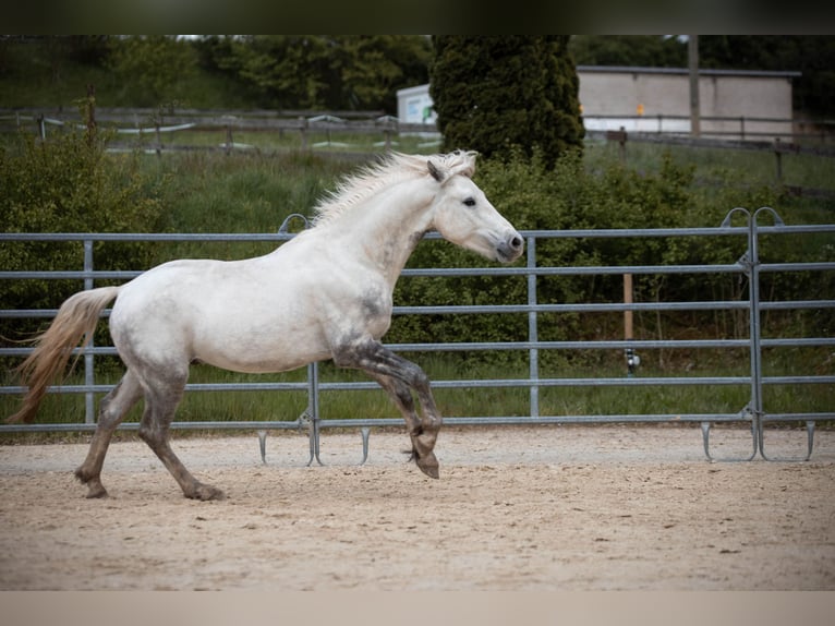 Connemara Castrone 3 Anni 148 cm Grigio pezzato in Münstermaifeld