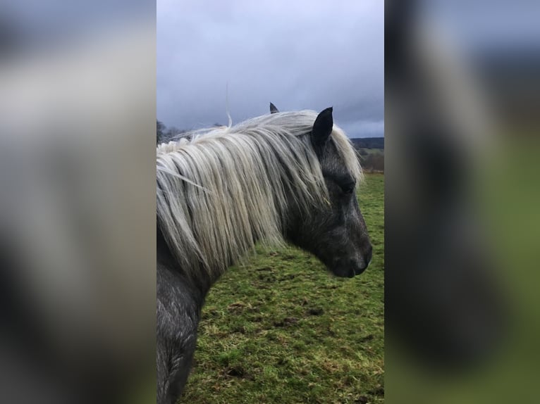 Connemara Castrone 3 Anni 148 cm Può diventare grigio in Rothenbuch