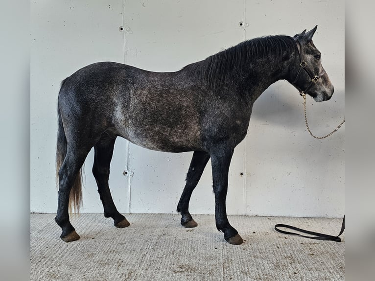 Connemara Castrone 3 Anni 151 cm Grigio in Birr