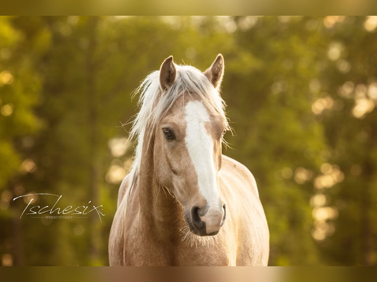 Connemara Castrone 3 Anni 155 cm Palomino in Vögnitz