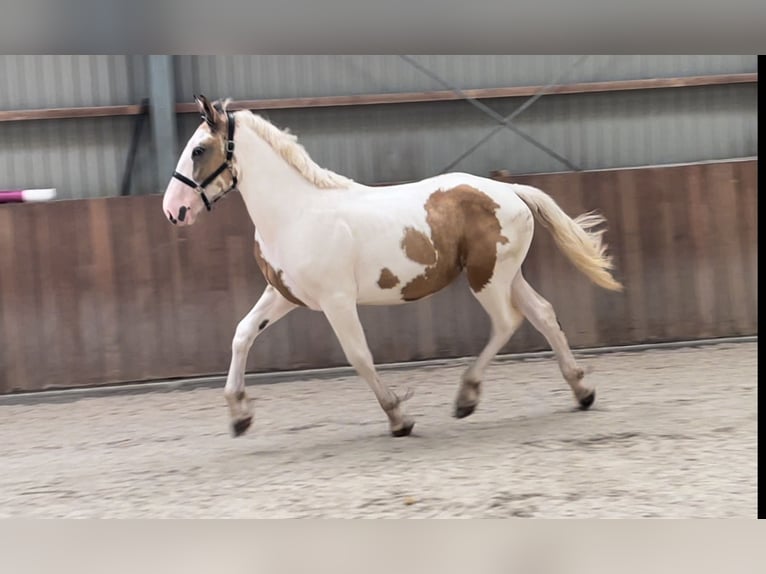 Connemara Castrone 3 Anni 155 cm Pezzato in Zieuwent