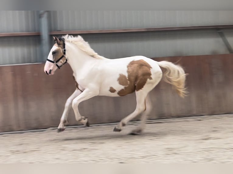 Connemara Castrone 3 Anni 155 cm Pezzato in Zieuwent