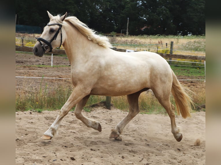 Connemara Mix Castrone 3 Anni Palomino in Uelsen
