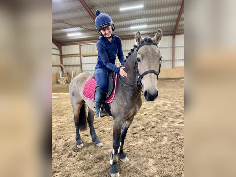 Connemara Castrone 4 Anni 138 cm Falbo in Sligo