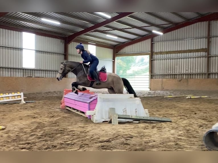 Connemara Castrone 4 Anni 138 cm Falbo in Sligo