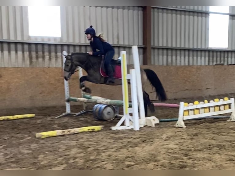 Connemara Castrone 4 Anni 138 cm Falbo in Sligo