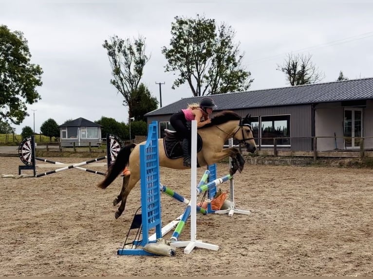 Connemara Castrone 4 Anni 138 cm Falbo in Mountrath, Co. Laois