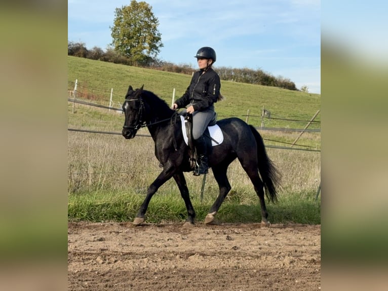 Connemara Castrone 4 Anni 139 cm Roano blu in Lisberg