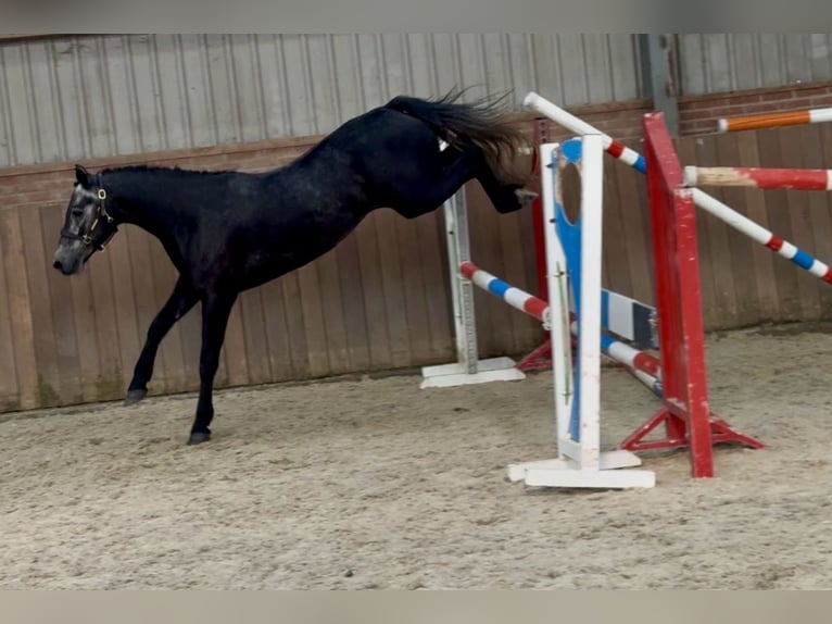 Connemara Castrone 4 Anni 142 cm Grigio in Zieuwent