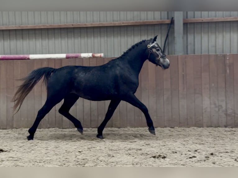Connemara Castrone 4 Anni 142 cm Grigio in Zieuwent