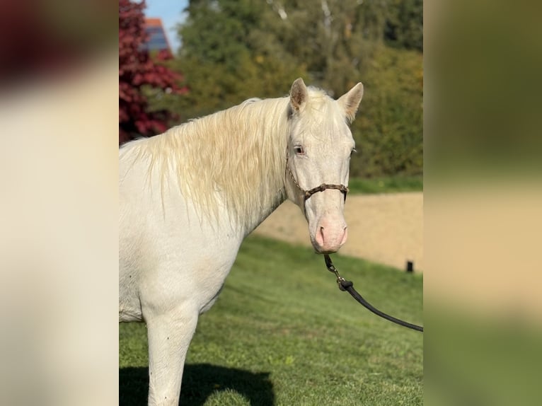 Connemara Mix Castrone 4 Anni 144 cm Grigio in Achstetten
