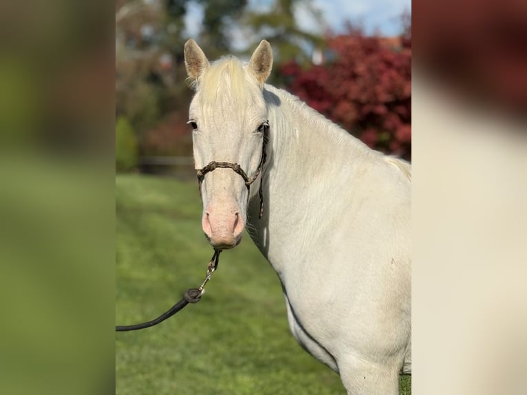 Connemara Mix Castrone 4 Anni 144 cm Grigio in Achstetten