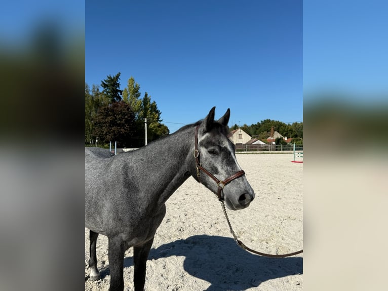 Connemara Castrone 4 Anni 144 cm Grigio ferro in Guérard