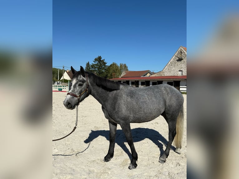 Connemara Castrone 4 Anni 144 cm Grigio ferro in Guérard