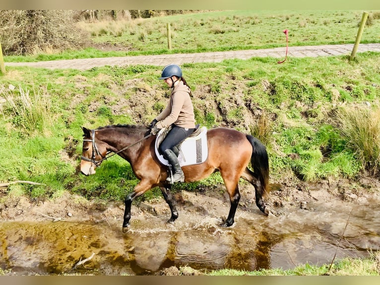 Connemara Castrone 4 Anni 145 cm Baio in Mountrath