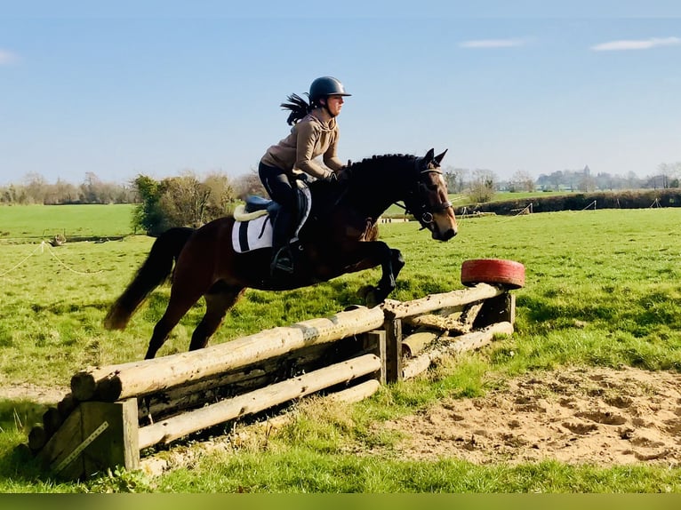 Connemara Castrone 4 Anni 145 cm Baio in Mountrath