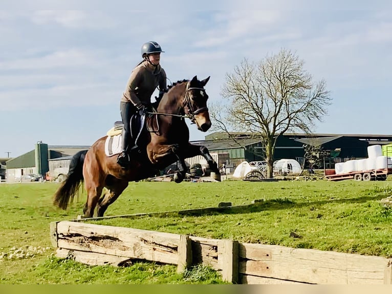 Connemara Castrone 4 Anni 145 cm Baio in Mountrath