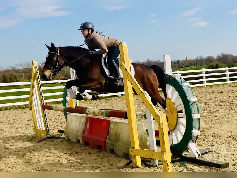 Connemara Castrone 4 Anni 145 cm Baio in Mountrath