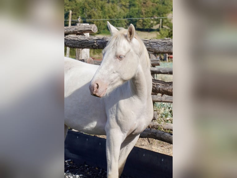 Connemara Castrone 4 Anni 145 cm Cremello in Pisieu