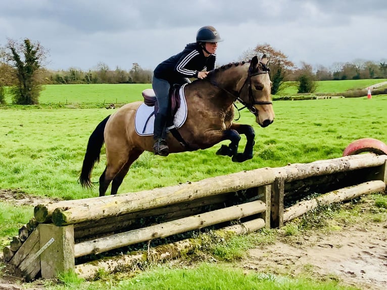 Connemara Castrone 4 Anni 145 cm Falbo in Mountrath