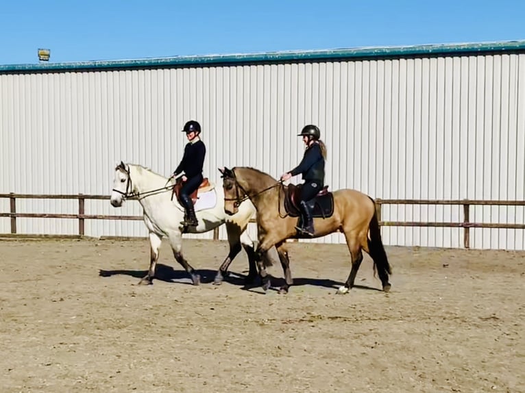 Connemara Castrone 4 Anni 145 cm Falbo in Mountrath