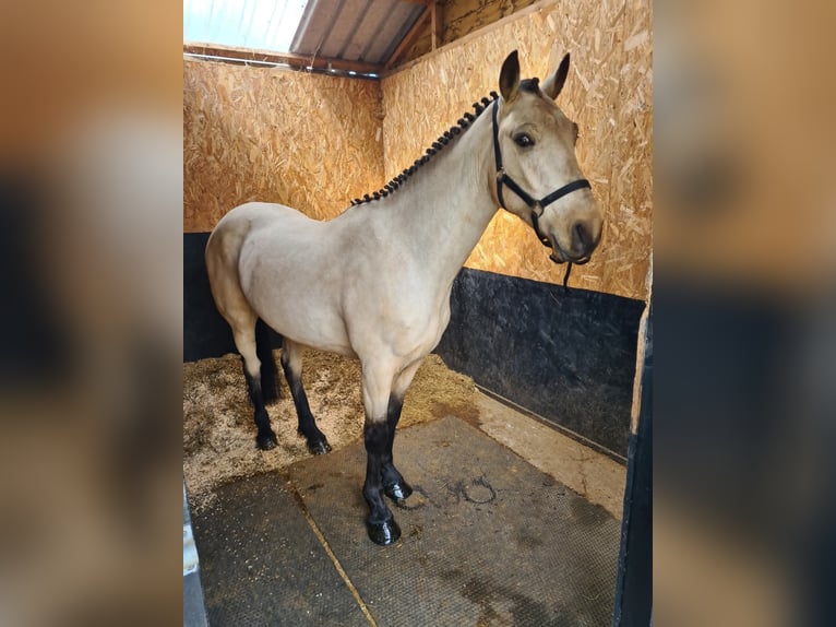 Connemara Castrone 4 Anni 145 cm Falbo in Dublin