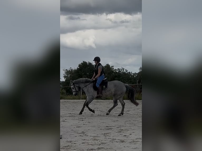 Connemara Castrone 4 Anni 145 cm Grigio in Liege