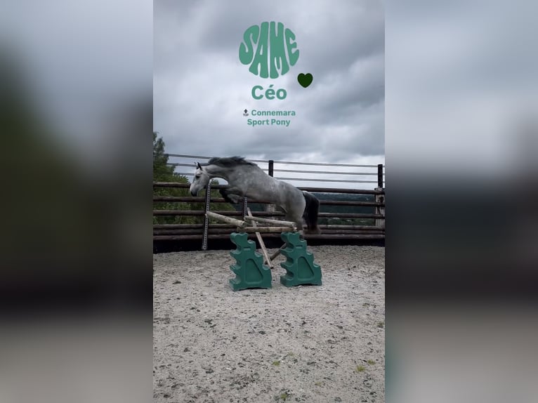 Connemara Castrone 4 Anni 145 cm Grigio in Liege