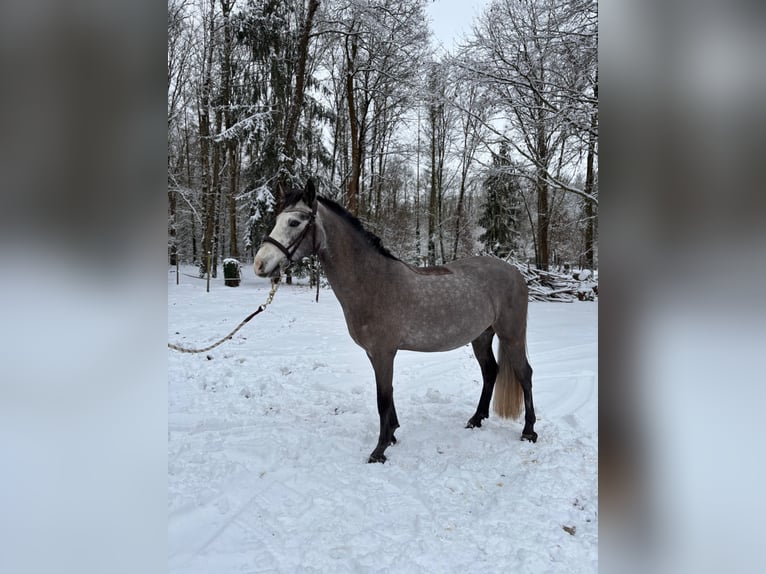 Connemara Castrone 4 Anni 145 cm Grigio in Mittainville