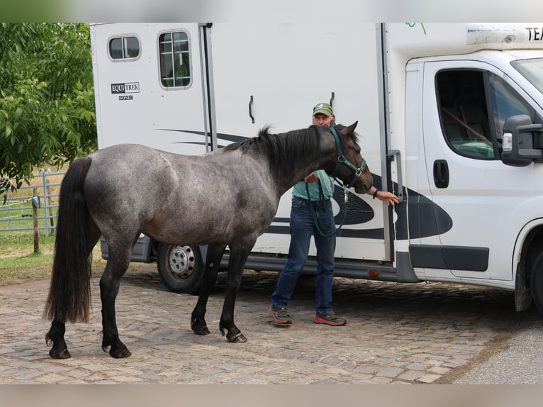Connemara Castrone 4 Anni 146 cm Baio roano in Boppard