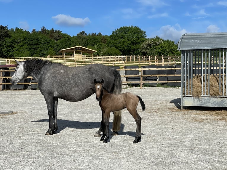 Connemara Castrone 4 Anni 146 cm Falbo baio in Altenstadt