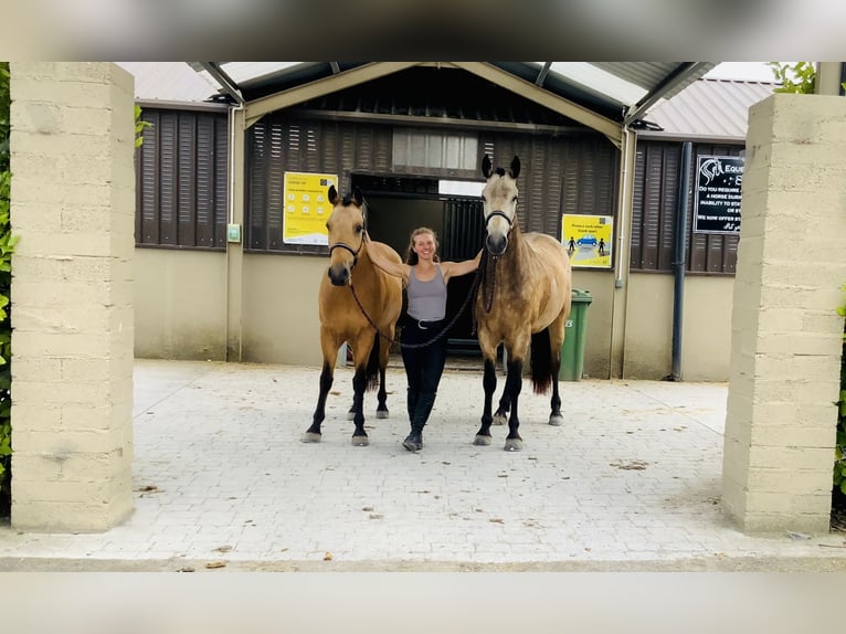 Connemara Castrone 4 Anni 146 cm Falbo in Mountrath