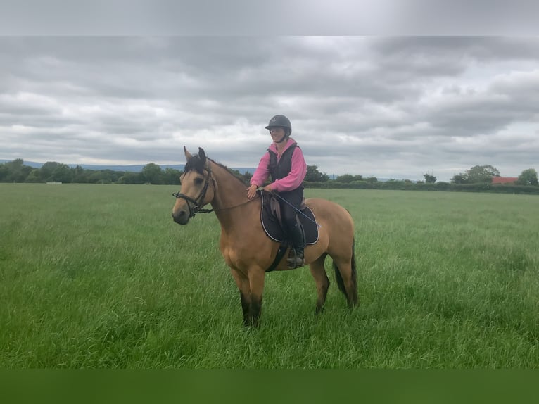 Connemara Castrone 4 Anni 146 cm Falbo in Mountrath